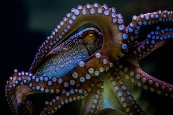 Кракен зеркало рабочее на сегодня krakenat2krnkrnk com